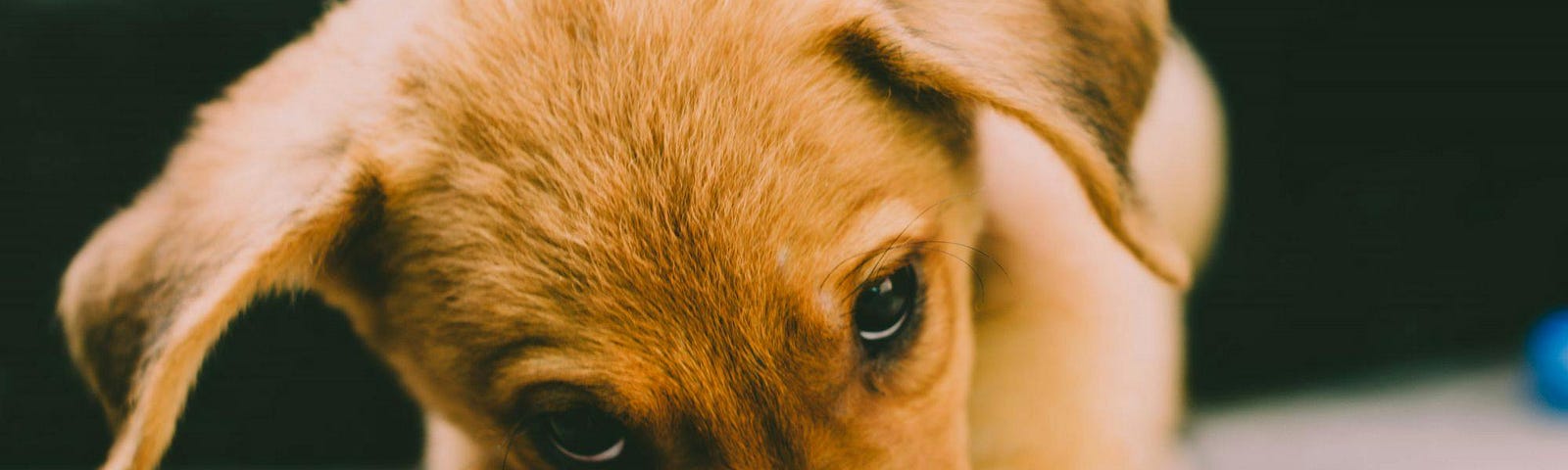 Golden Retriever Puppy