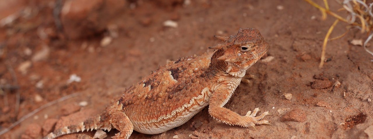 On TGexas red clay, a reddish-brown horned lizard awaits its meal of ants.