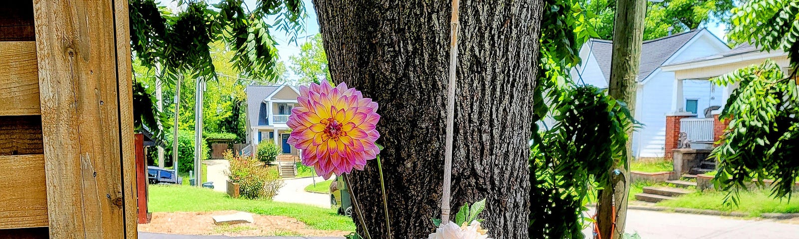 Flowers blooming in front of a tree on a neighborhood street