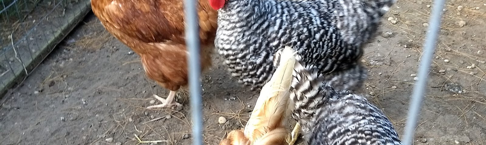 Two Red Stars (a subbreed of the more famous Rhode Island Red) and two Barred Rocks wait for their breakfast. Copyright 2021 Susan B. Scheck.