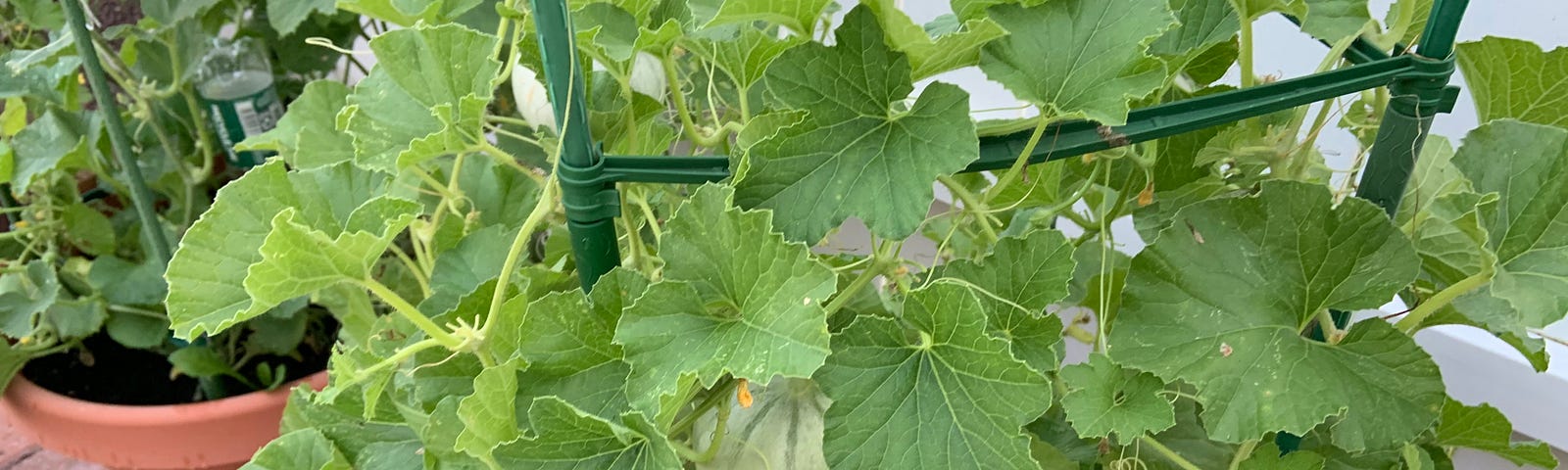 Picture of Charentias Melon growing on my patio — Photo by Susan Paytob
