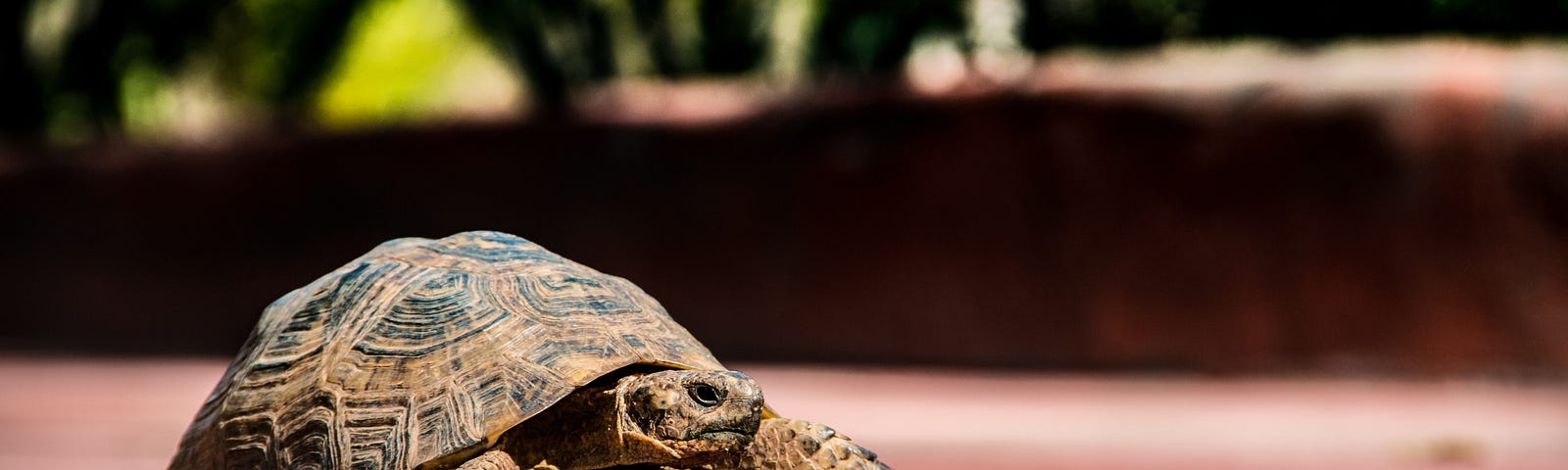 Teddy the Tortoise bravely steps forward in a story by Jim Latham (Jim’s Shorts).