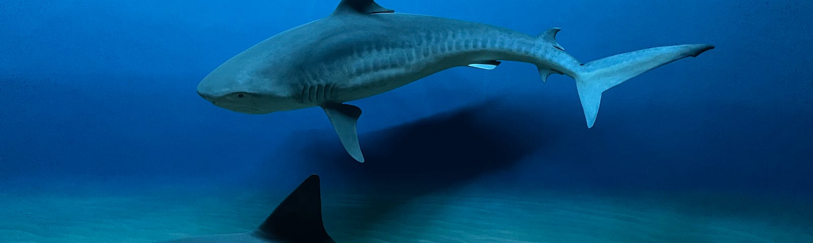 Two more, smaller fake sharks appear to swim at the American Museum of Natural History in New York