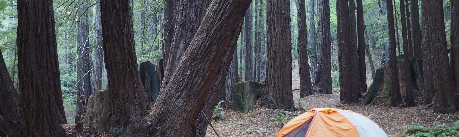 Our two-person tent nestled among trees at our favorite campsite in Humboldt County.