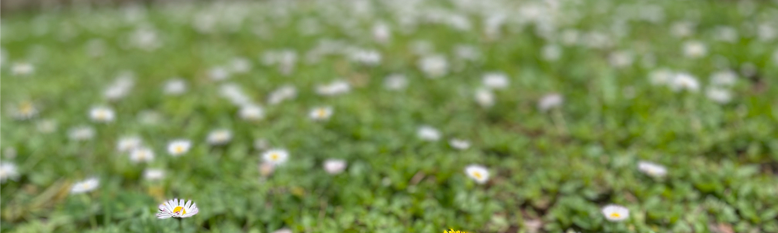 a dandelion stands out amongst little daisies