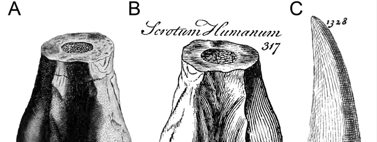 The distal part of a left femur of Megalosaurus from Cornwell, U.K., in posterior view, and first reported by Plot (1677); A, illustrations by Plot (1677, table 8, fig.4); and B, Brookes (1763, p. 312, figure 317) showing the label ‘Scrotum Humanum’. C) Isolated theropod tooth (likely Megalosaurus) from the Stonesfield, U.K., illustrated by Lhuyd (1699, plate 16, figure 1328).