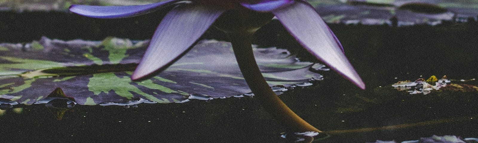 Blue lotus flower blooming out of a swamp