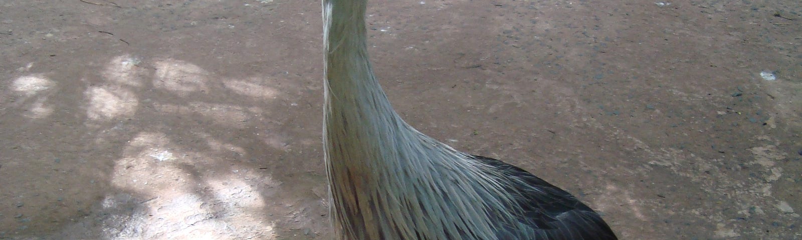 Slender gray bird with spiky hair.