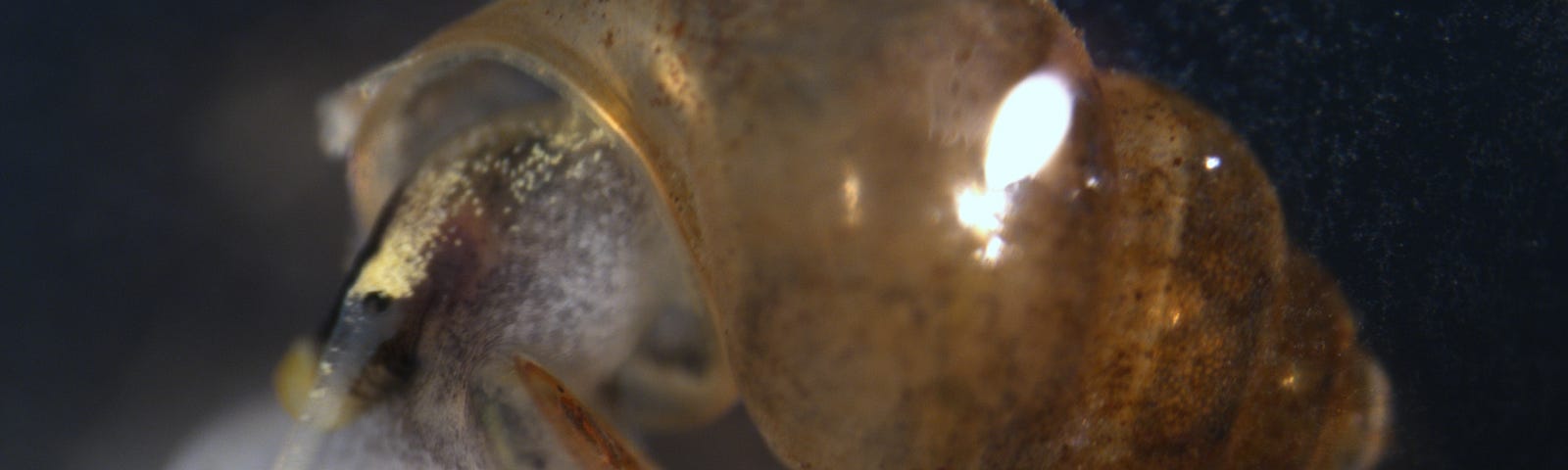 Extreme close-up of a tiny brown snail