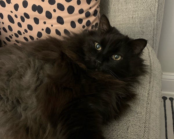 Fluffy black cat with front legs crossed