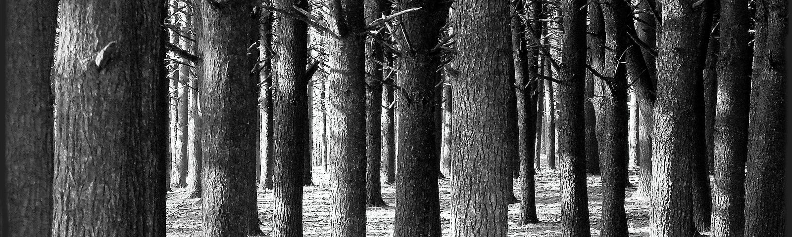 a black and white high-contrast photo of a dense grove of trees
