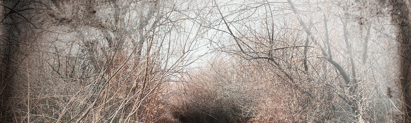 A path curving through a dry winter landscape shrouded in clouds and fog.