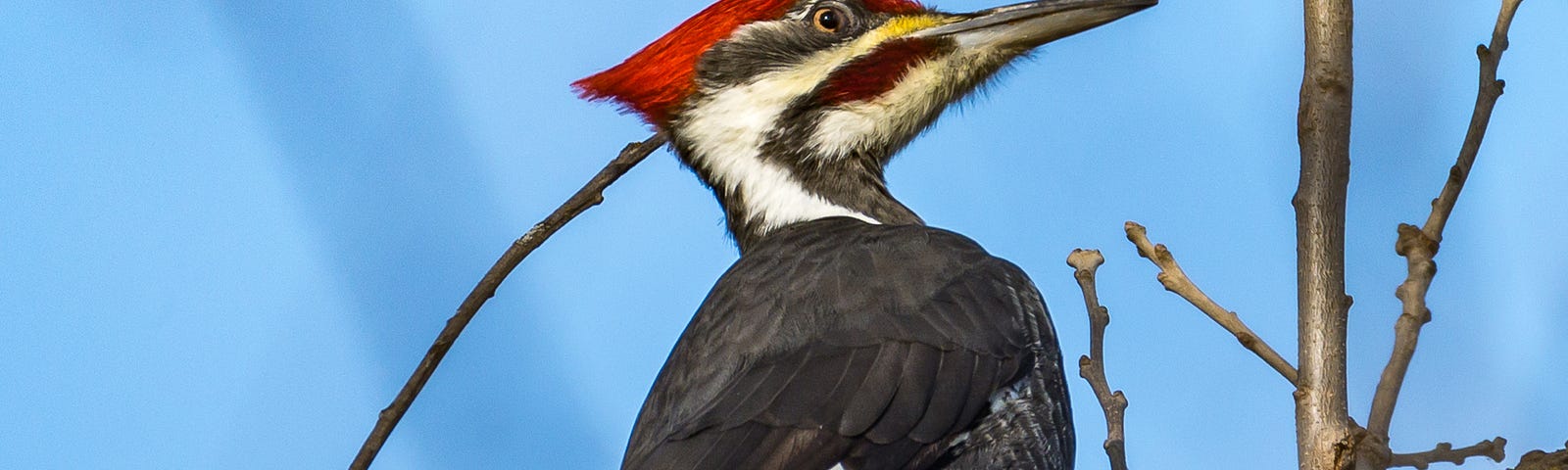 Pileated Woodpecker male.