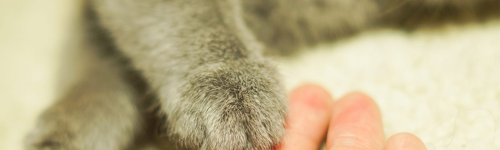 A gray cat placing its paw on a woman’s hand. (grief, grandmother, cat, love)