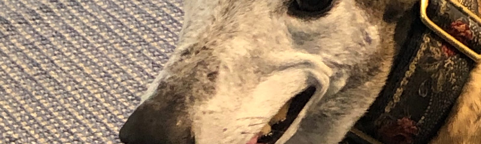 Close up of a brindle greyhound sitting on her bed, smiling