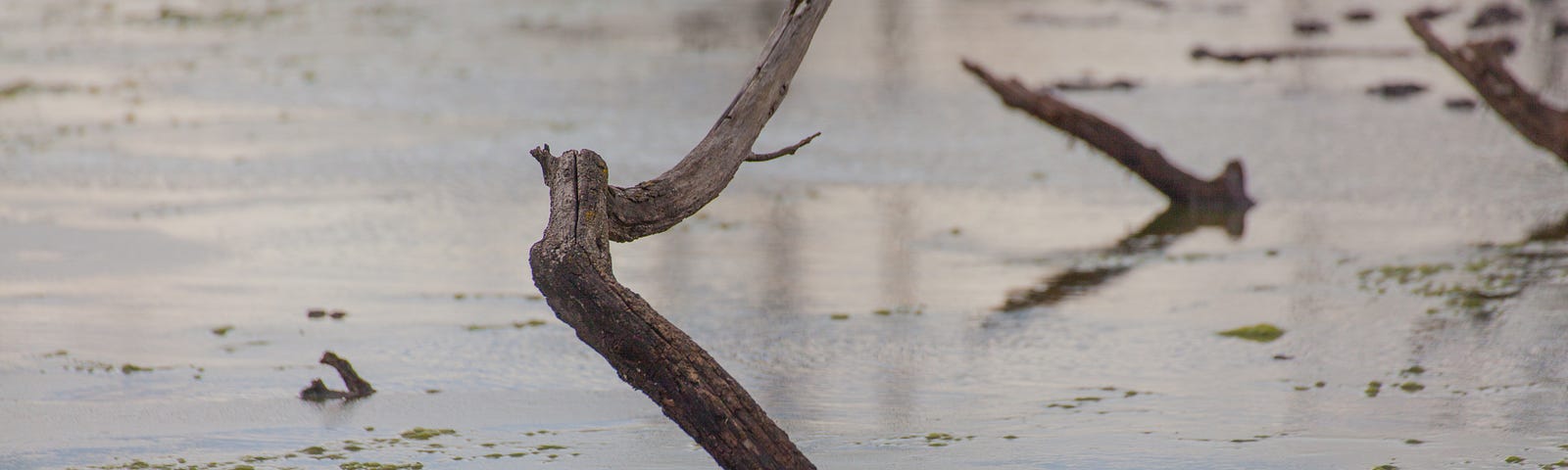 Image of a three sticks stuck in mud. The mud looks very wet and is reflecting the images of the sticks onto the ground.