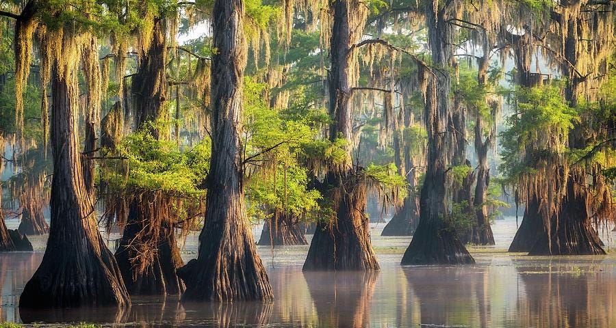 body of water with cypress trees and Spanish moss in it
