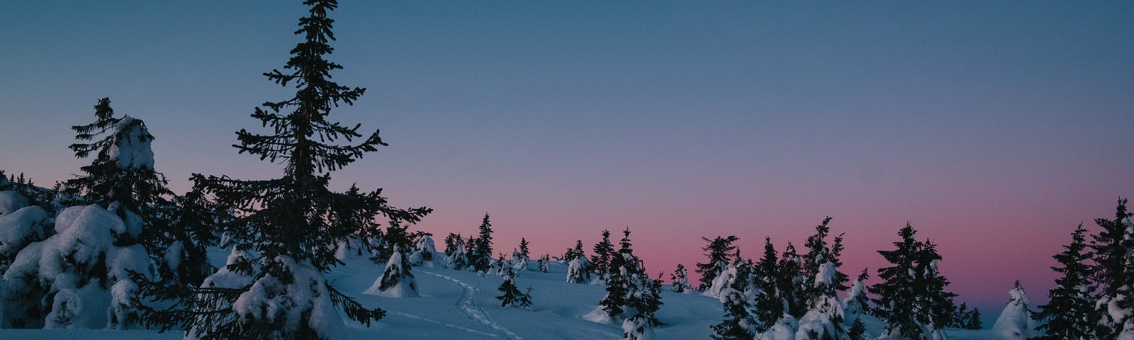 A snowy hillside with pinetrees at sunrise or sunset.