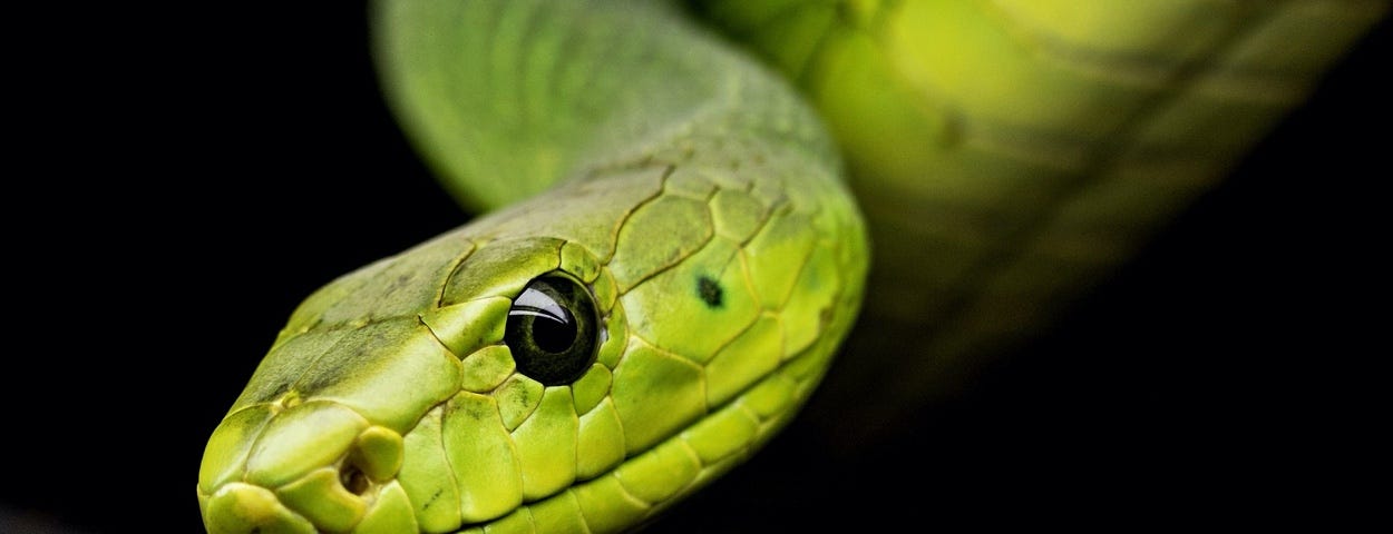 Image: A green snake on a black background.