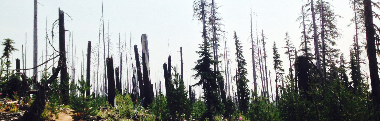 A hiking trail with wildflowers, scrub, and small pine trees growing amid dead, burnt tree trunks.