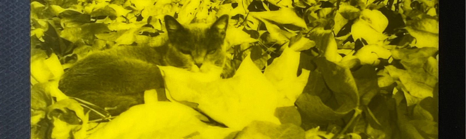 Cat in a leaf pile
