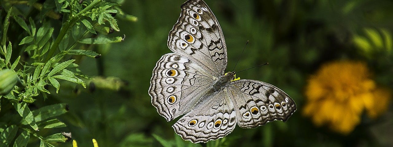 Gray Pansy butterfly.