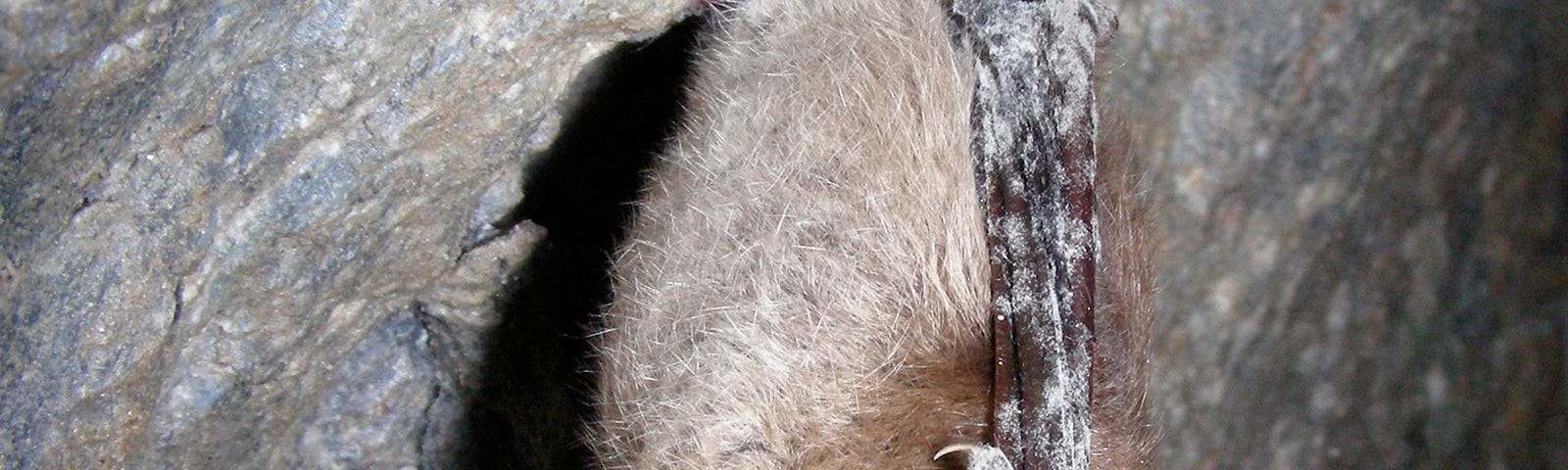 A brown bat with white fuzz on its muzzle hangs from the roof of a cave