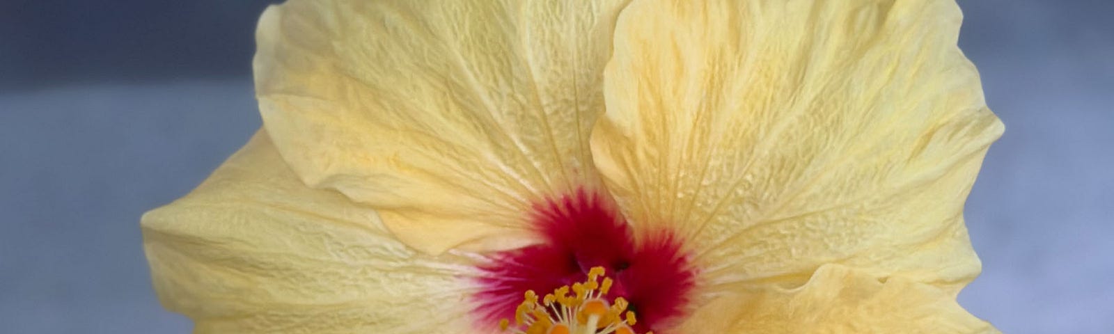 Yellow hibiscus flower. Photo by Mark Tulin