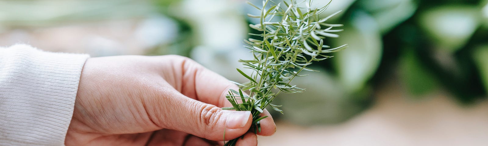a woman’s hand holding sprigs of fresh rosemary. Hydroponics and container gardens.