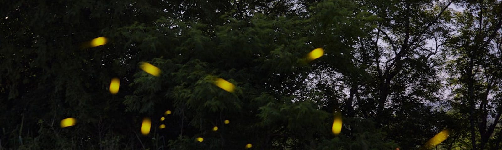 Golden fireflies swarming over green grass against dark trees at dusk.