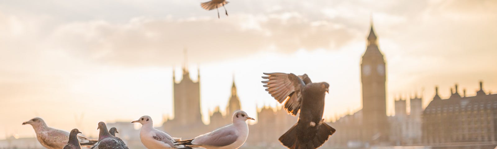 Pigeons standing and flying around on a concrete bridge in forefront. Big Ben in London in the background.