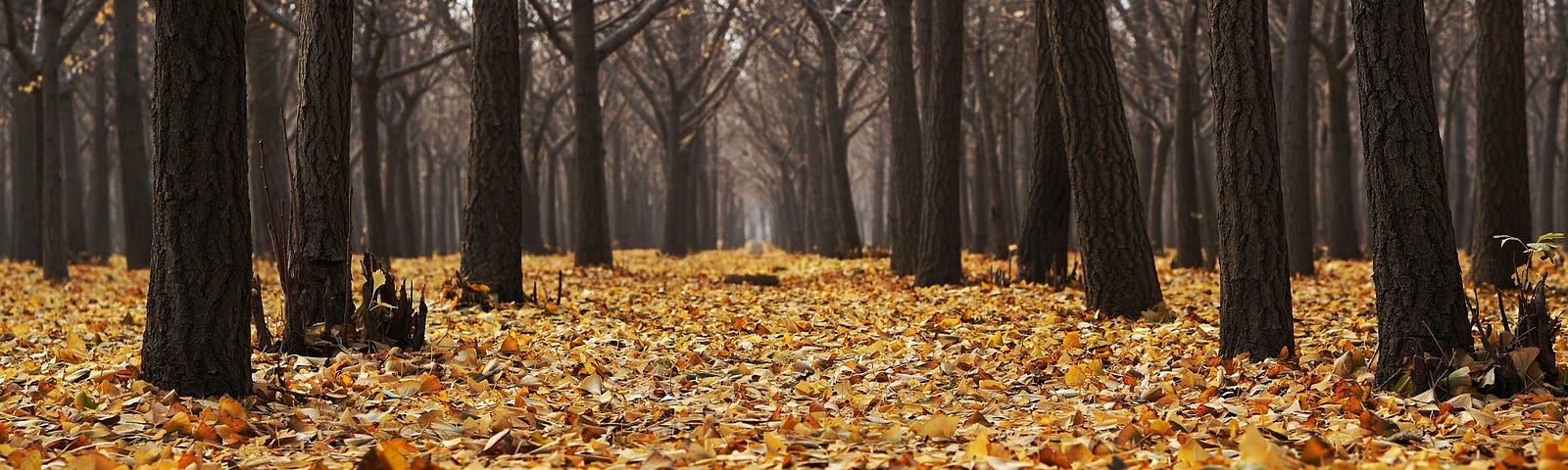 Fallen leaves on a forest floor with bare trees in the background