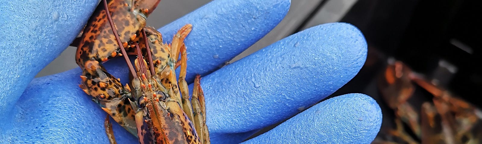 A small lobster lies on an open blue-gloved hand.