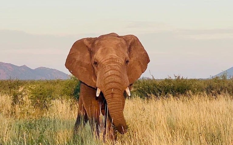 A beautiful elephant stands in the green and yellow grass, with the mountains in the far background.