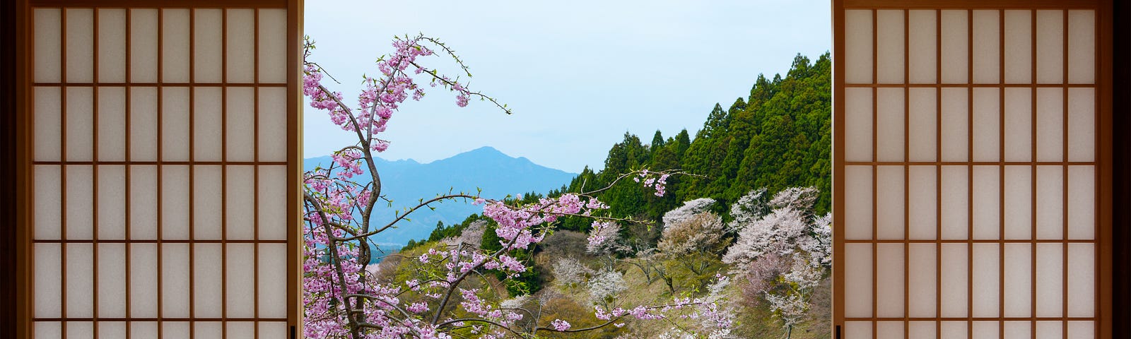 View of weeping cherry trees and hills through open paper doors of Japanese house.