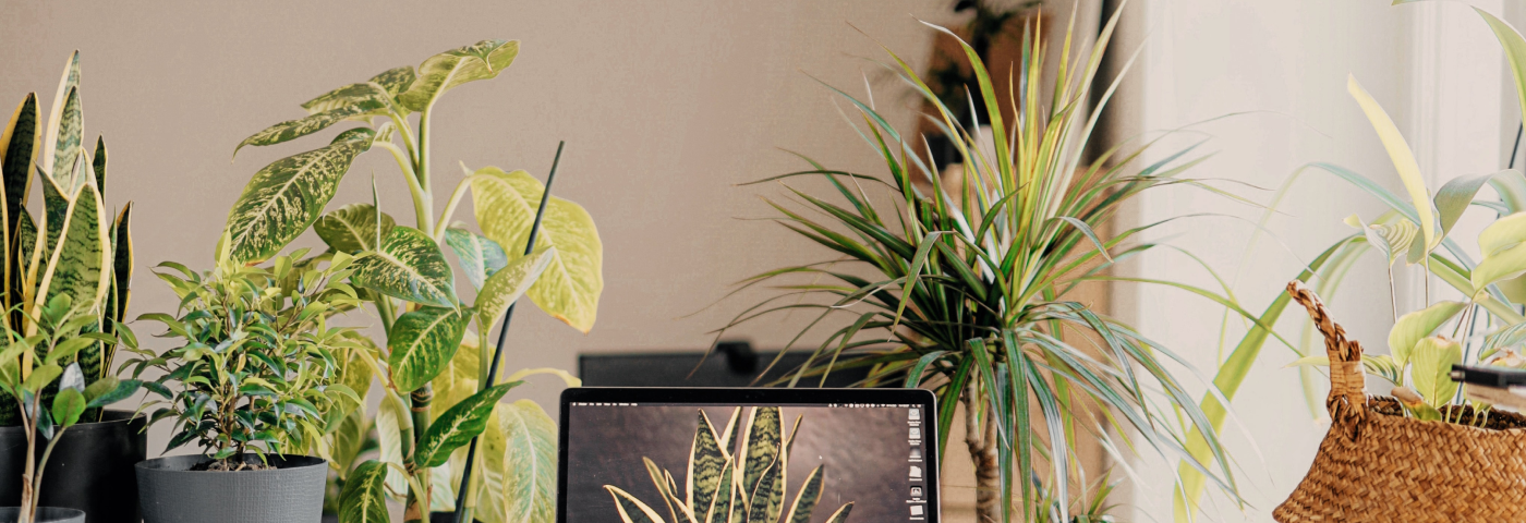 a laptop surrounded by plants and with a picture of a plant as screensaver
