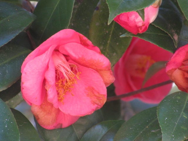 Pinkish red camellia flowers