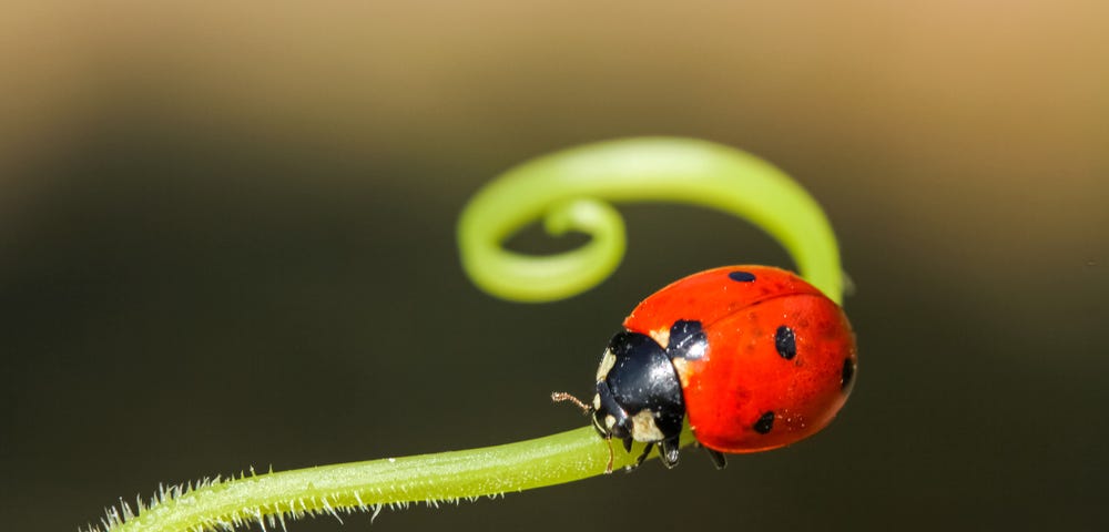Picture of a ladybird on a plant, ladybirds contribute to climate-smart agriculture