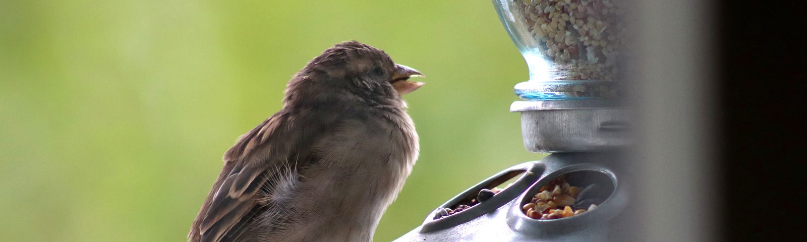 View from window of an adult female House Sparrow eating alone at a bird feeder