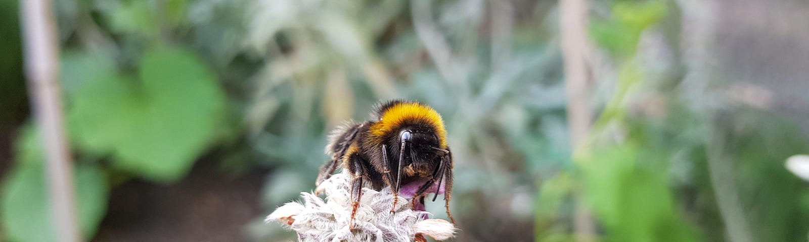 A bumblebee on top of a flower spike