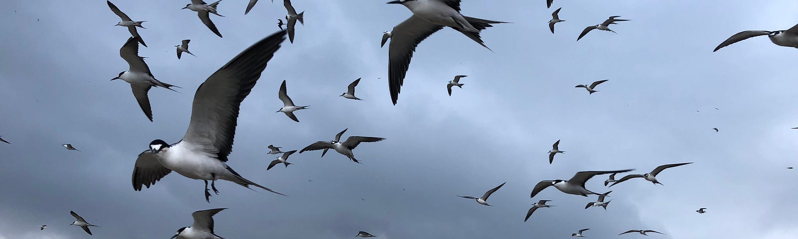 Hundreds of sooty terns fly over vegetated area of Johnston Atoll National Wildlife Refuge.