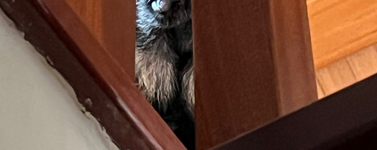 The writer pictures his German Shepherd dog, Finn, looking between stair pickets.