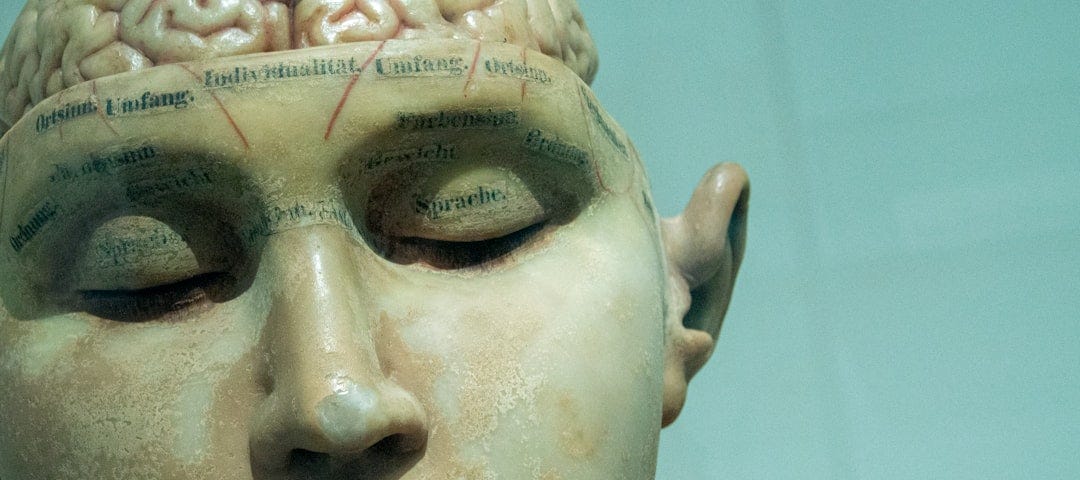 model of human head with brain exposed