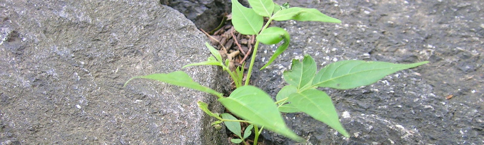 A sapling growing through rock crevices.