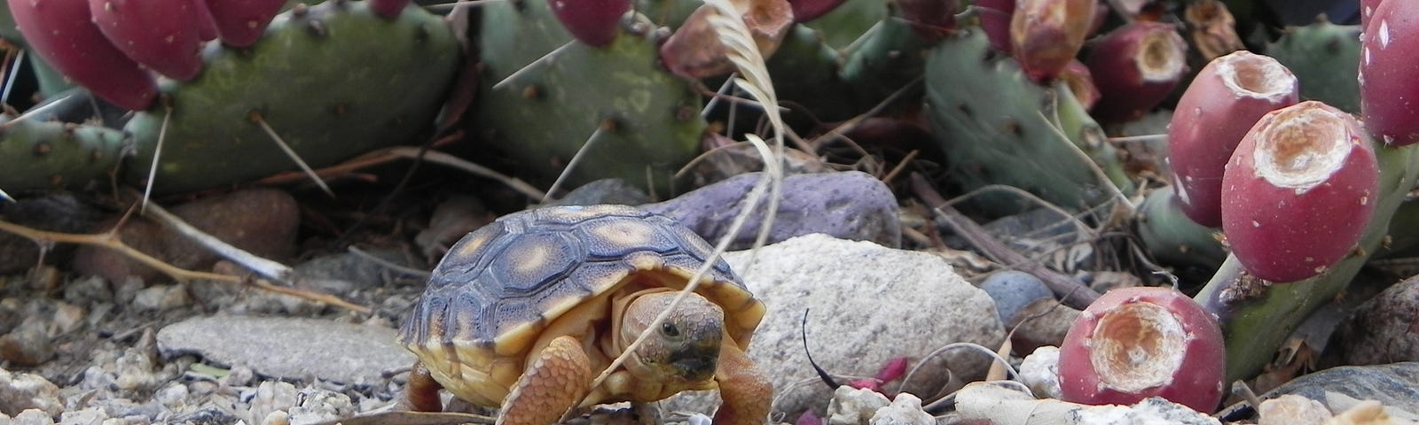 A small tortoise with a yellow and black shell walks in front of a fruiting prickly pear cactus