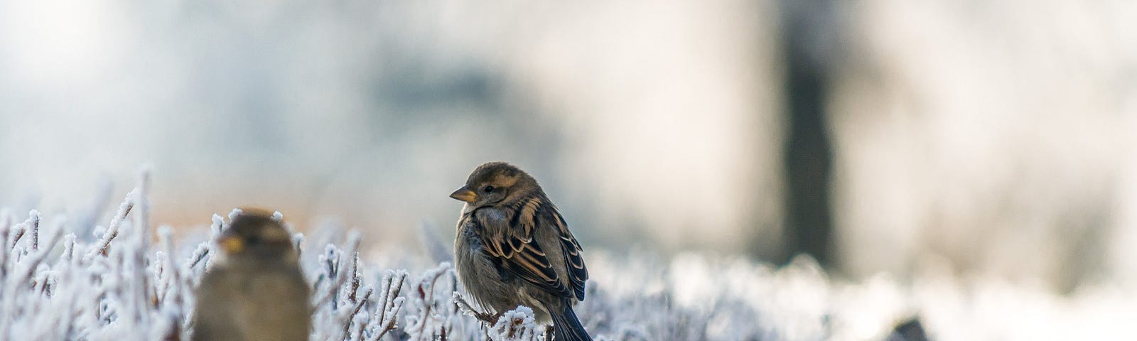 Two sparrows perched on frosted bush in winter. Sparrow in foreground blurred. Sparrow in background in focus.