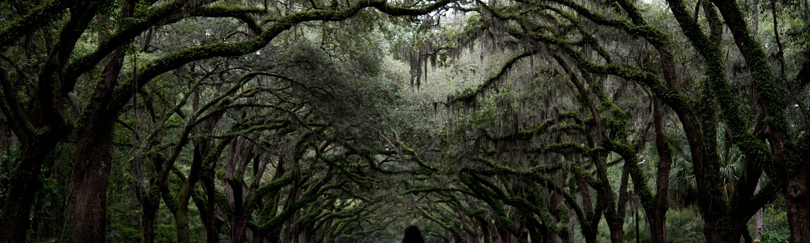 A woman in a black dress walks away from the camera through a path in a forest lined with gnarled trees.