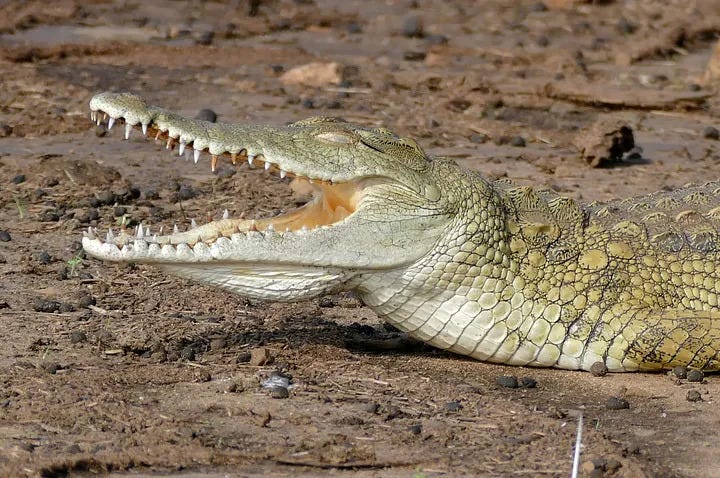 Nile Crocodile (Crocodylus niloticus). Credit: Animalia Bio.