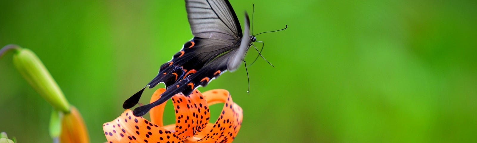 A large black moth with red spots lands on an orange tiger lily.