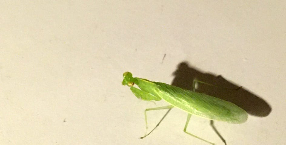 A green mantis with a dark shadow on the desk under a yellow desk lamp.